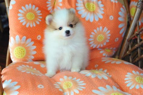 It’s easy to see why Queen Elizabeth II has spent so much of her life accompanied by adorable corgis: They’re strong, eager, and loyal dogs, with compact bodies that are deceptively strong and sturdy. . Puppies for sale in idaho